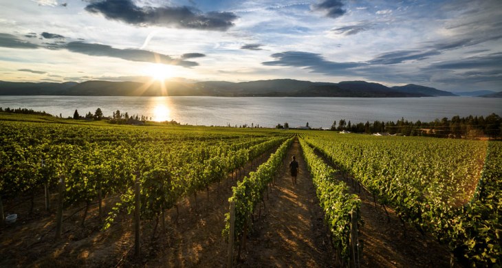 Sunset at Cedar Creek winery