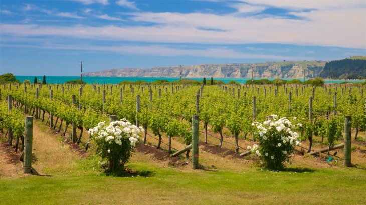 hawkes bay the wine junkies