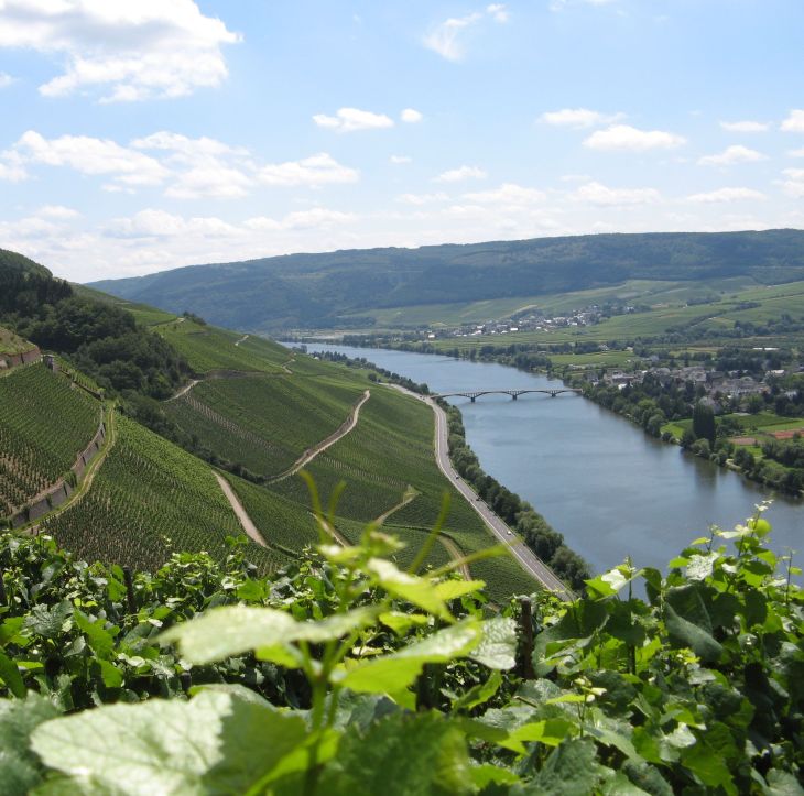 mosel valley the wine junkies