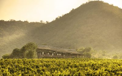 the_wine_junkies_monsoon_valley_4