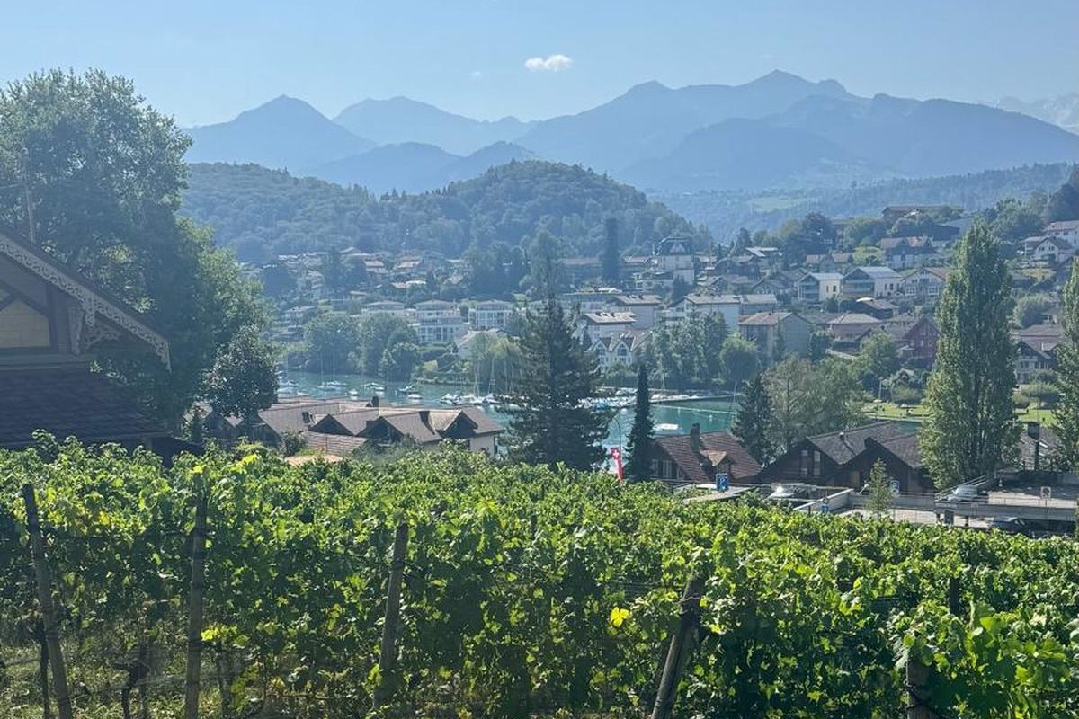 Terraced vineyard rows on a steep slope above the turquoise bay of Spiez on Lake Thun, with the Bernese Alps behind
