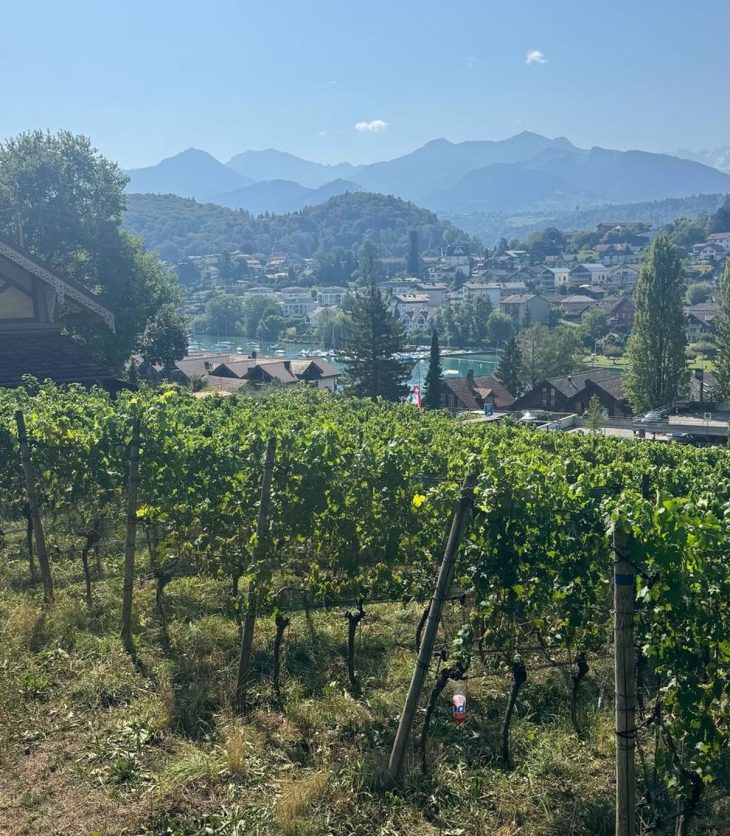 Terraced vineyard rows on a steep slope above the turquoise bay of Spiez on Lake Thun, with the Bernese Alps behind