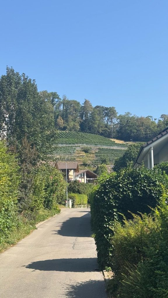 A narrow lane between garden hedges in Spiez leading up towards terraced vine rows on the hillside above