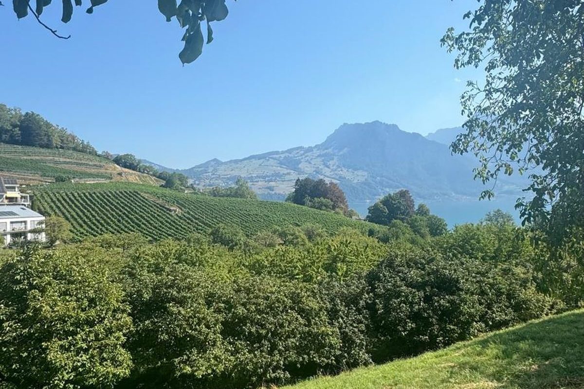View through walnut branches across a hillside vineyard towards Lake Thun and the mountains of the Bernese Oberland